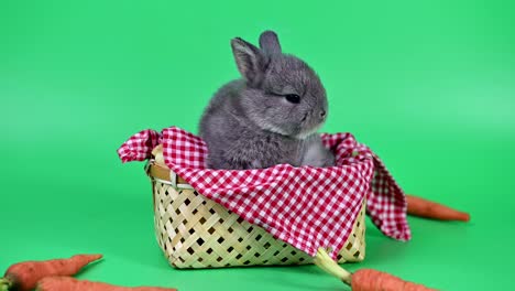 conejo en el fondo de la pantalla verde. animal espiritual y mascota inteligente para la pascua