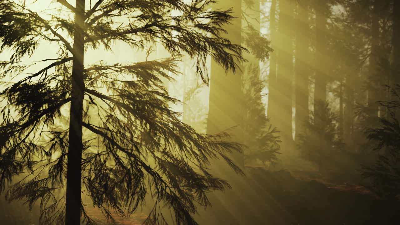 캘리포니아 의 세코이아 국립 공원 에서 여름 에 거대한 세코이아 나무 들 을  ⁇ 고 있다