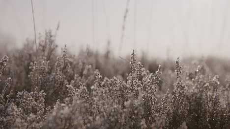 close-up shot of fauna and flora with snow and ice crystals in a protected area