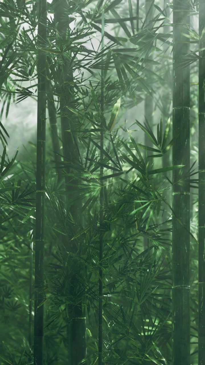 Foresta di bambù nella nebbia con foglie verdi e fusti alti di giorno.