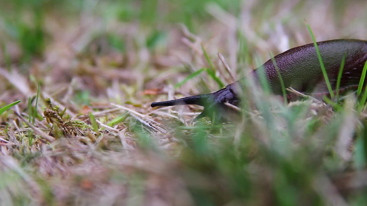 큰 검은 민달팽이의 질감 있는 맨틀, 용골 및 줄무늬 치마 프린지