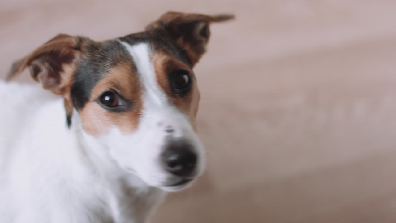 perro mirando a la cámara