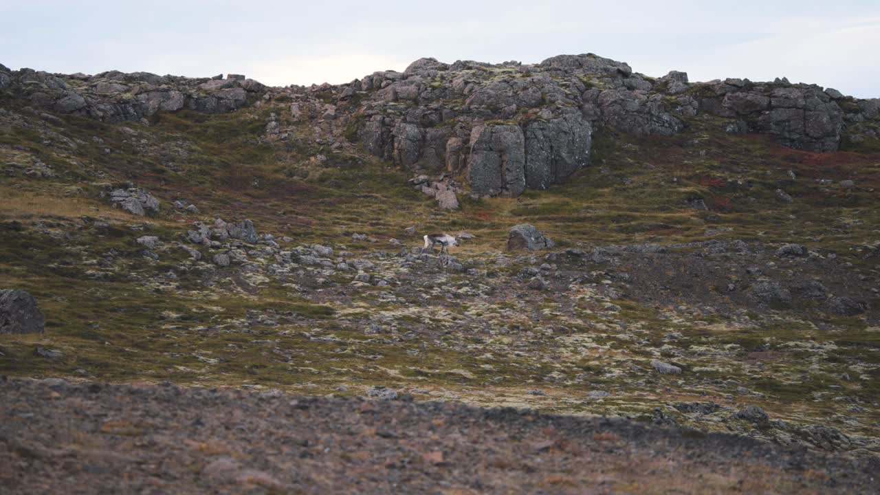 reno solitario pastando en la ladera rocosa de la montaña debajo del acantilado, islandia