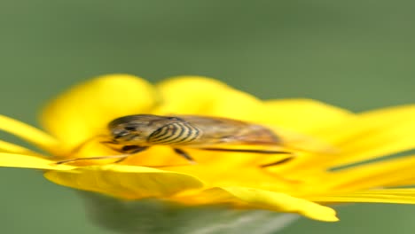 hoverfly on a yellow flower