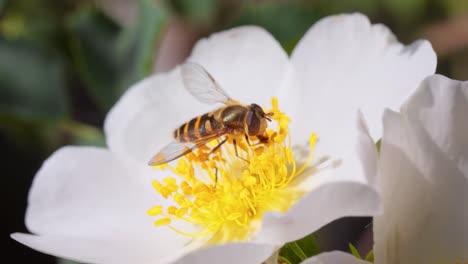 Sírfidos,-Moscas-De-Las-Flores-O-Moscas-Sírfidos,-Insectos-De-La-Familia-Syrphidae.-Se-Disfrazan-De-Insectos-Peligrosos,-Avispas-Y-Abejas.-Los-Adultos-De-Muchas-Especies-Se-Alimentan-Principalmente-Del-Néctar-Y-El-Polen-De-Las-Flores.