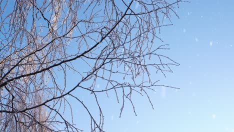 Leichter-Schneefall-Und-Frostige-Äste-Und-Windiger,-Aber-Sonniger-Weihnachtstag