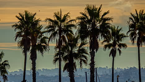 Beautiful-time-lapse-palm-trees-highlight-moving-clouds-golden-hour-sunset-sky