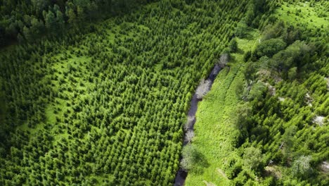 Drone-Shot-of-Young-Pine-Trees-Amidst-Clearcut-Land-in-Bohuslan,-Sweden