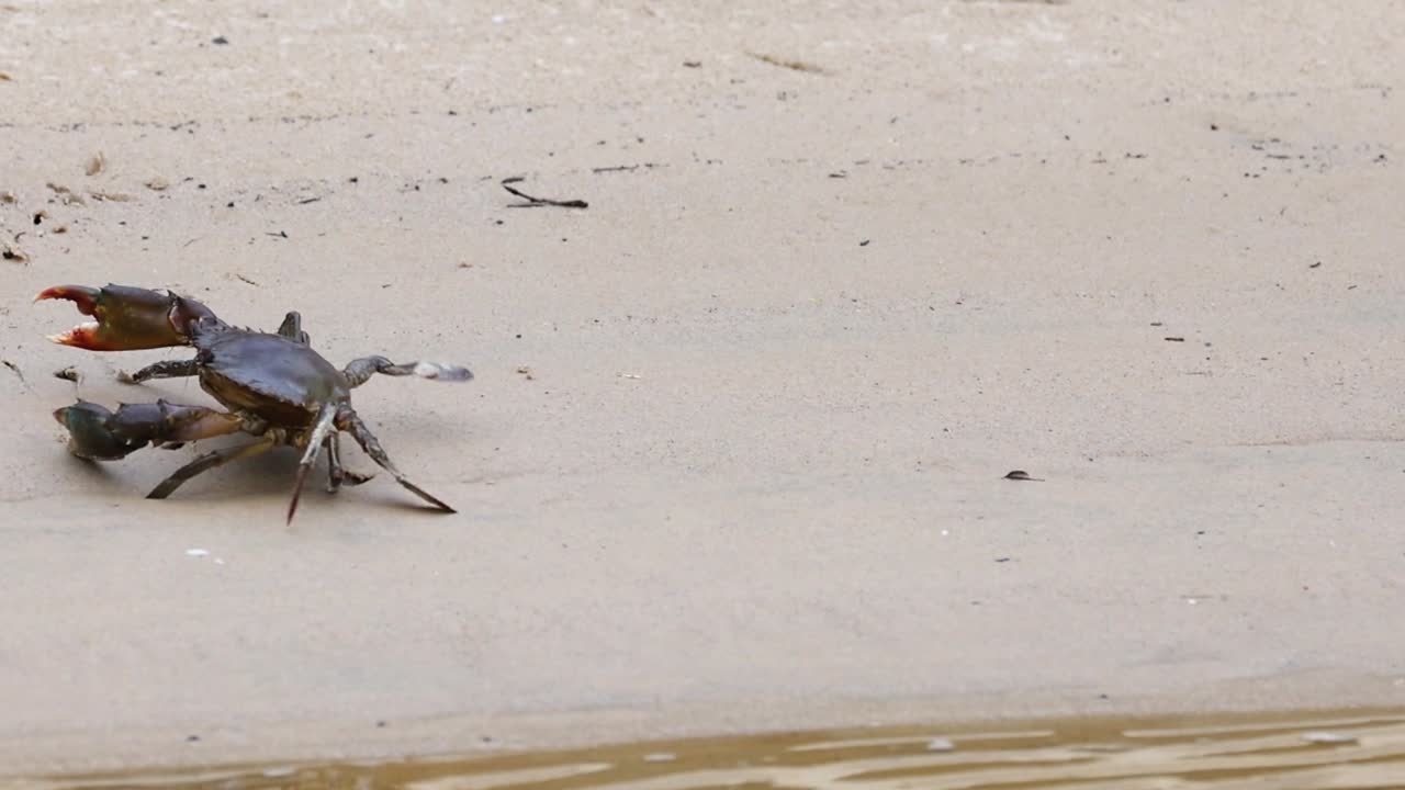Krab loopt over het strand naar de waterkant