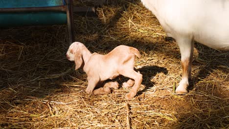 newborn goat learning to walk beside mother.