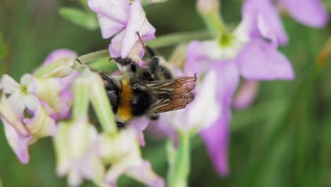 Nahaufnahme-Einer-Hummel,-Die-Die-Lavendelpflanze-Erklimmt