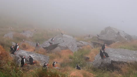 puffins in foggy mountain landscape