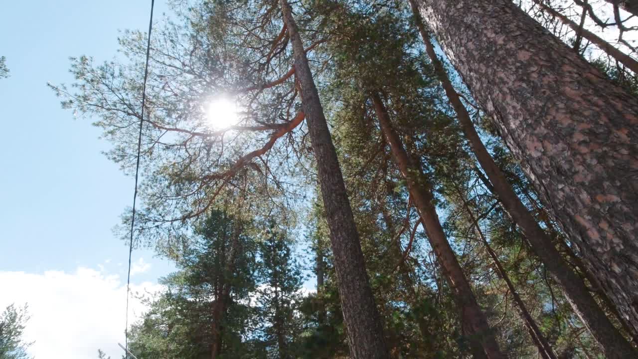 bosque de pinos bajo la luz del sol