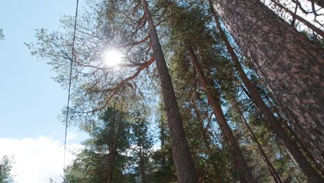 pine forest under sunlight