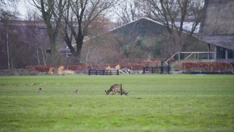 roe deer herd grazing in grassy pasture in farm pen in autumn