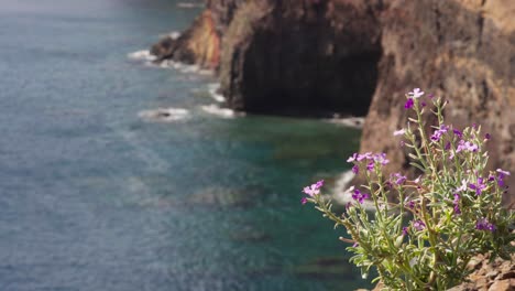 a flower or plant in the foreground contrasts with the rugged coastline, as small waves gently crash against a distant cliff, creating a serene and scenic coastal scene.