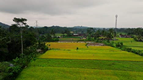 drone flying over yellow and green rice fields, indonesia