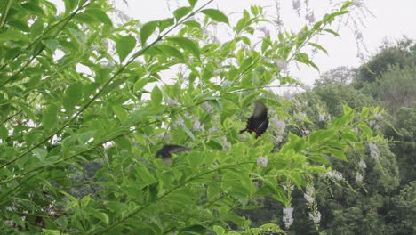 Zwei-Glückliche-Schmetterlinge,-Die-Zwischen-Den-Blumen-Fliegen