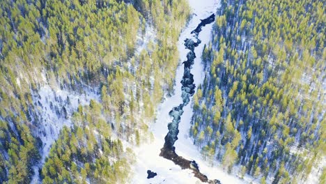 aerial view of powerful river among snowy coniferous forests