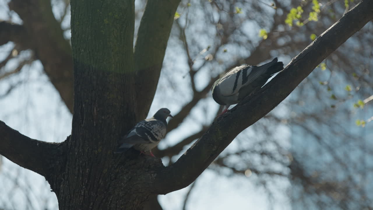 Feral Rock Pigeons Resting On Trees In The Park In Hamilton, Canada. Selective Focus Shot