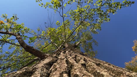 mirando hacia arriba el punto de vista de la corona del árbol con hojas verdes y ramas vistas desde la corteza del tronco