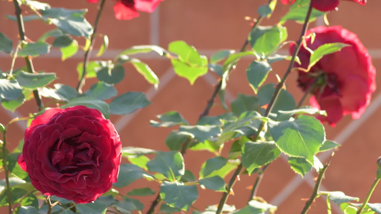 자연 은 장미 꽃