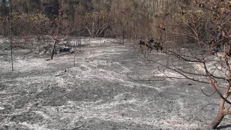 aftermath of a bushfire close to a major city