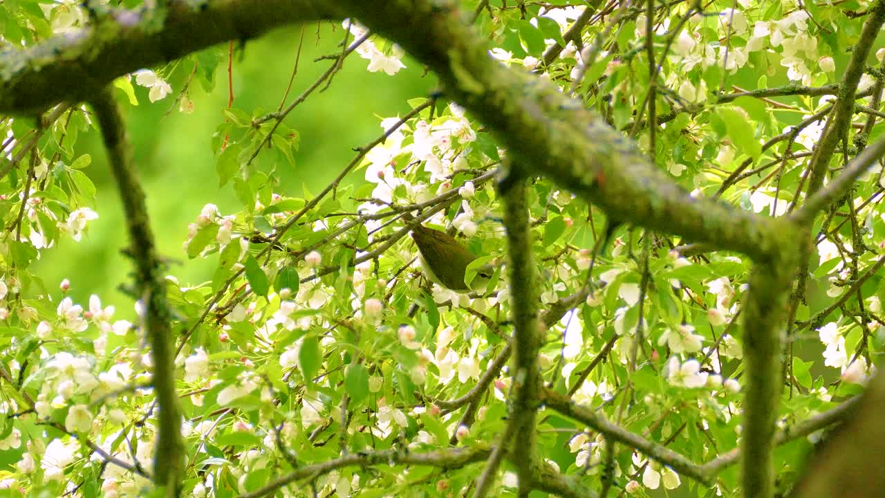 White blossoms branches with tennessee warbler bird, Ottawa, Ontario, Canada.