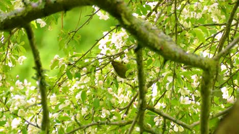 white blossoms branches with tennessee warbler bird, ottawa, ontario, canada.