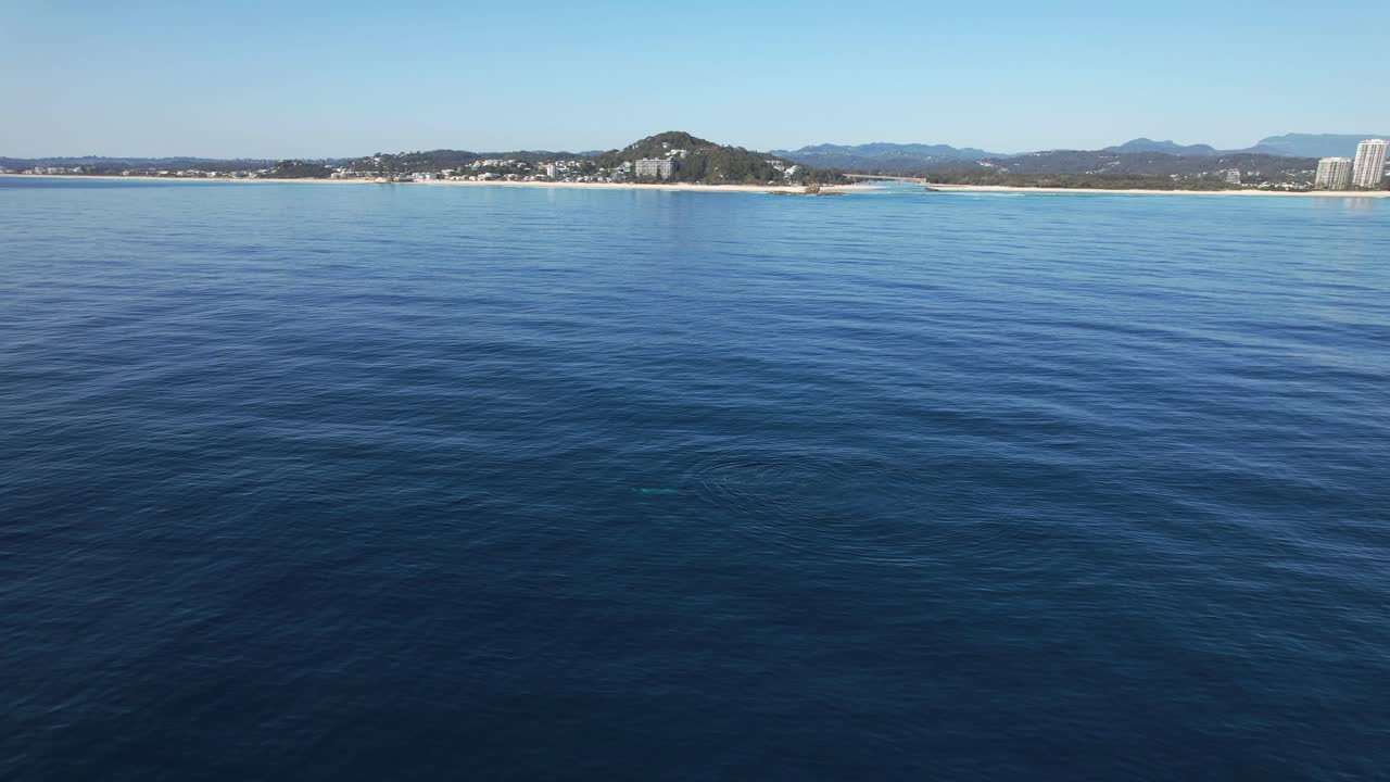 Humpback Whale Swimming In Calm Ocean In Palm Beach, Gold Coast, QLD, Australia - Drone Shot