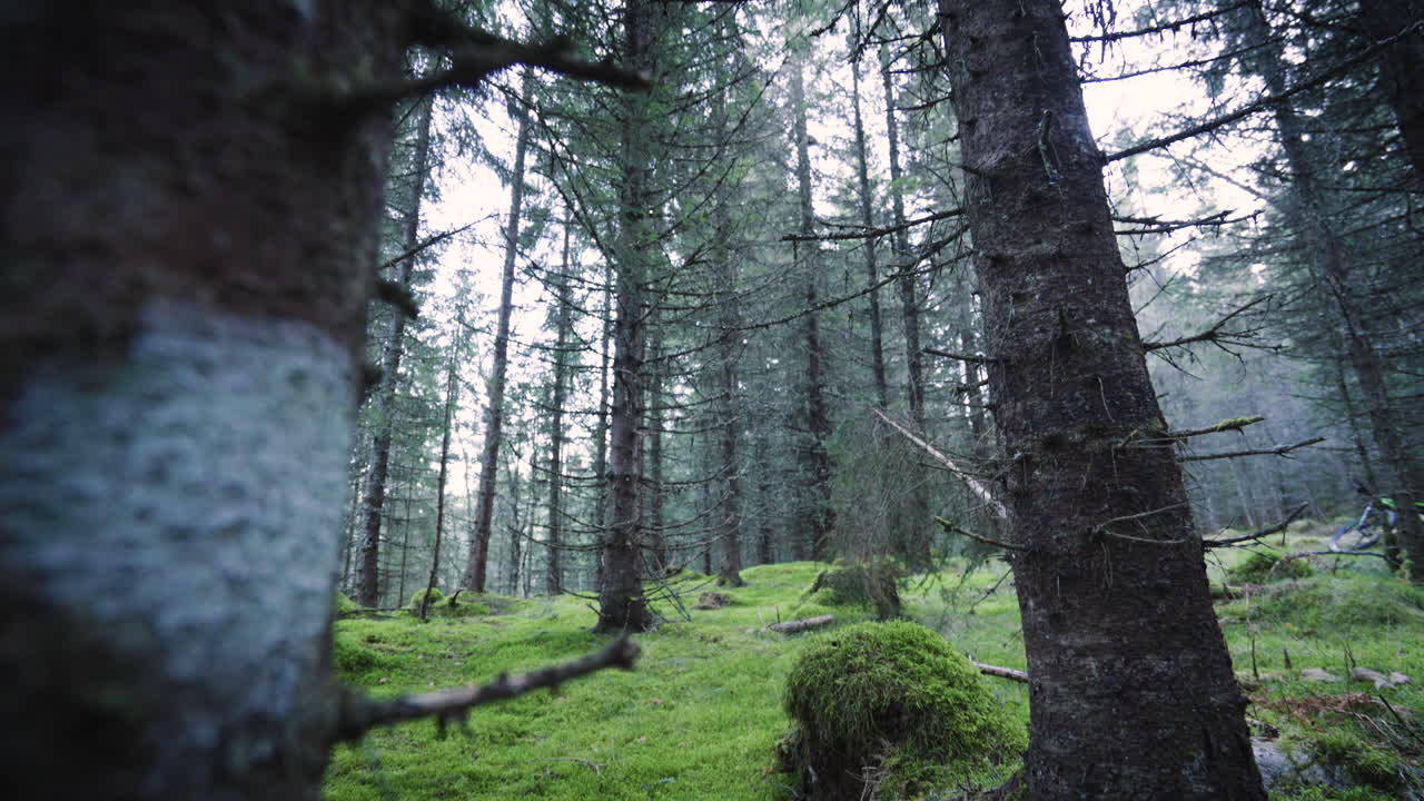 Wide tilt down shot of a dark spruce forest