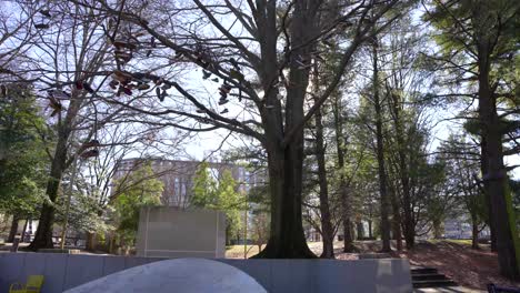 Light-beam-through-an-old-tree-in-the-park