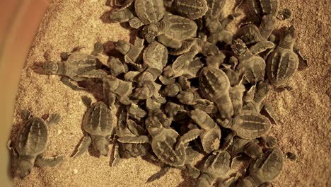 Newborn-sea-turtle-emerge-egg-buried-sand-beach-at-night-summer-season-in-Iran-nature-animal-baby-tiny-nestling-wildlife-hatchling-Gulf-crawl-ocean-wave-survival-dawn-darkness-dubai-tourist-attraction