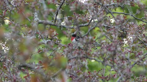 un pájaro macho de pico grueso de pecho rosado descansa sobre la rama de un árbol