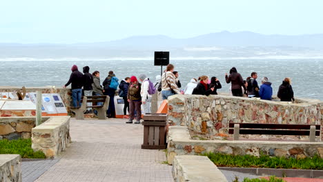 travelers at hermanus gearings point lookout do whale watching. telephoto view