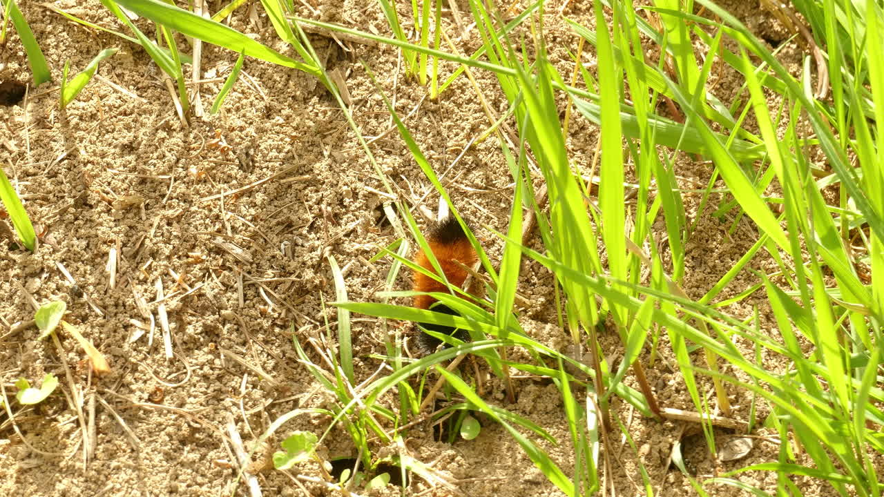 개미 옆 풀밭에서 움직이는 애벌레