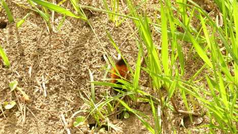 Caterpillar-moving-on-grass-next-to-ant