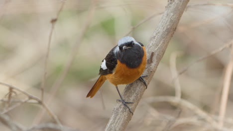 Nahaufnahme-Eines-Daurischen-Rotschwanzvogels,-Der-Vom-Zweig-Abhebt-Und-In-Die-Kamera-Starrt