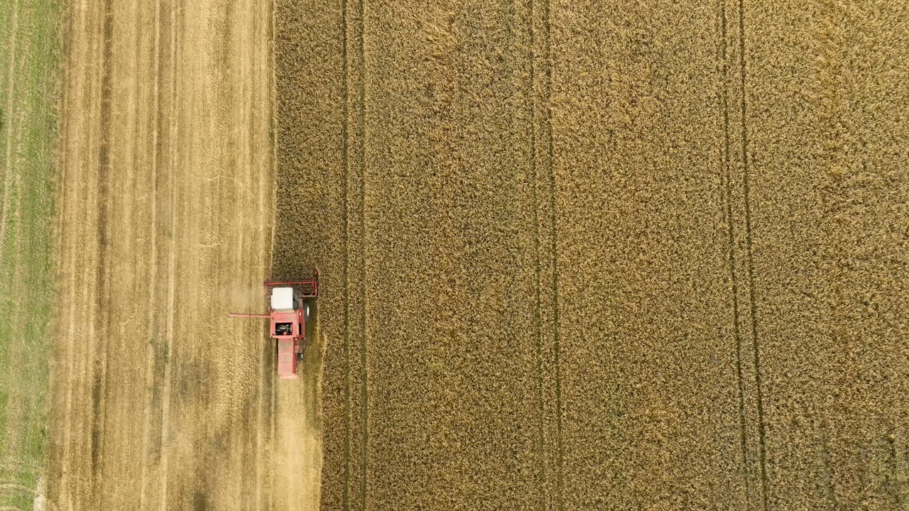 Vista dall'alto di una mietitrebbia rossa che lavora efficientemente in un campo di grano, creando ordinate file di raccolto.