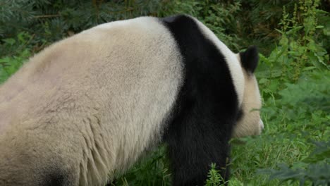 tracking shot of an adult female panda walking through the green moist forest of china