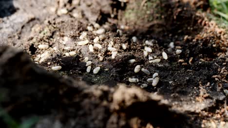 fast activation of army ants with their larvae