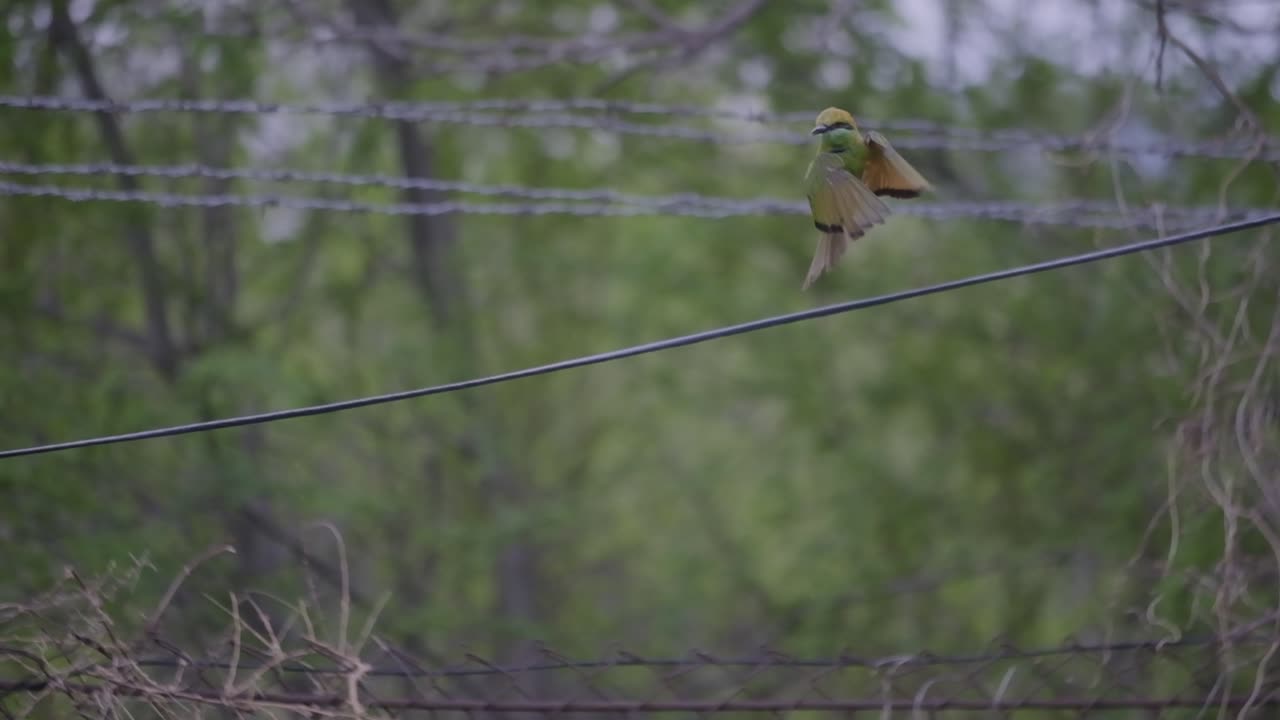 el abejaruco euroasiático sentado en un cable rastrea un insecto que vuela desde la izquierda del marco y lo atrapa en el aire antes de comérselo en cámara súper lenta