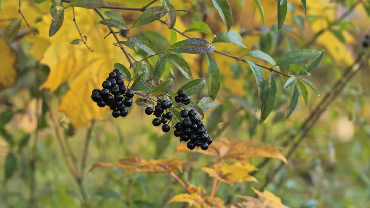 Close-up of Black Berries on a Branch in Autumn