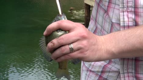 closeup of a person's hand pulling hook out of freshly caught fish mouth using pliers