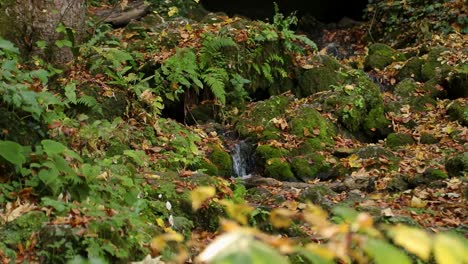 Winziger-Wasserstrom-Mit-Moos-Auf-Felsen-Drin