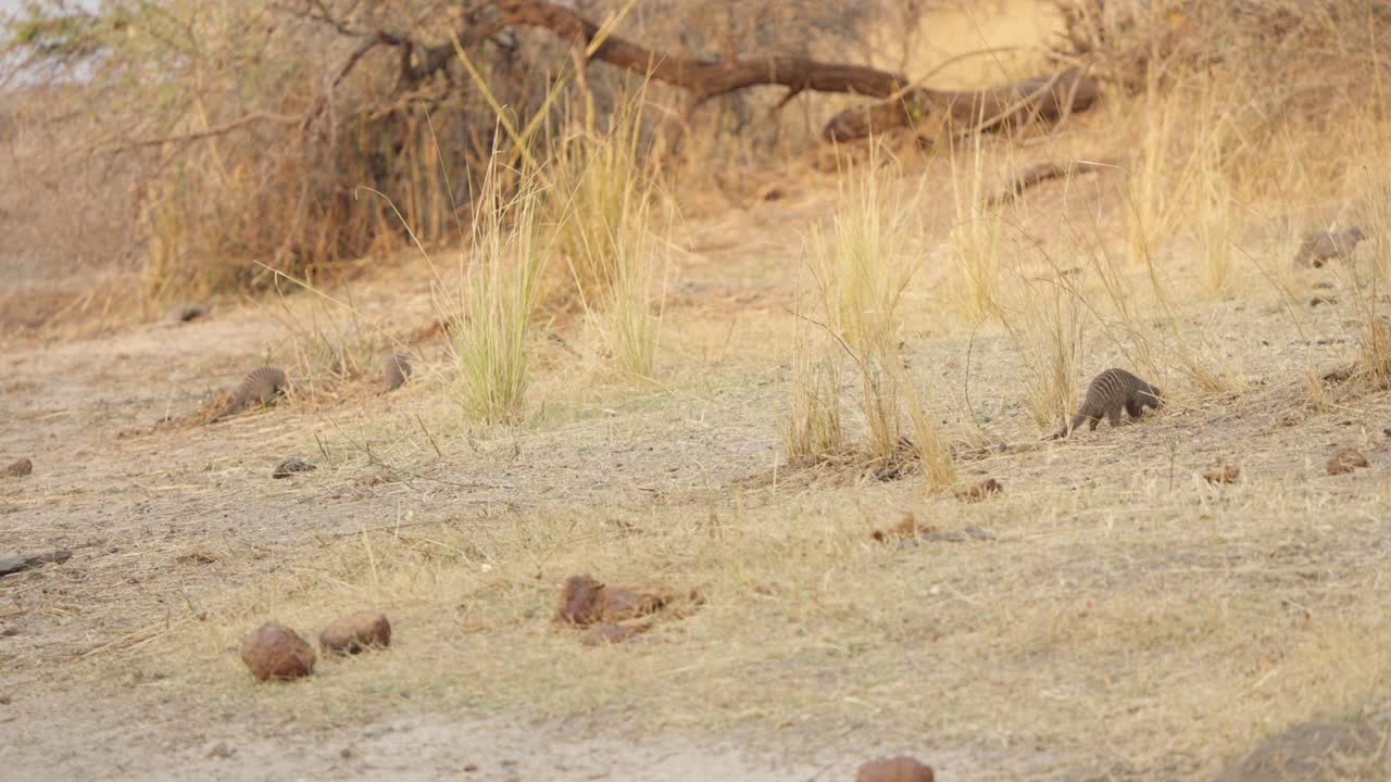 A mob of banded mongooses (Mungos mungo) forage and move through dry golden grassland in Kruger National Park, South Africa. Wide shot wildlife footage, dry season