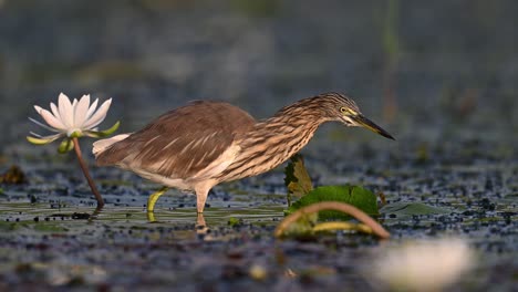 indian pond heron fishing in water lily pond