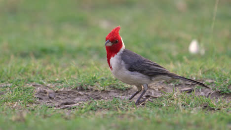 vista de cerca de un cardenal de cresta roja con un fondo verde y borroso