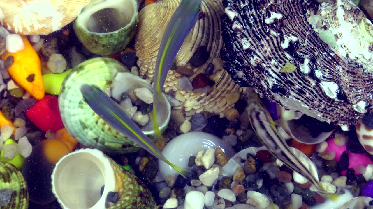 peces bajo el agua en un acuario colorido