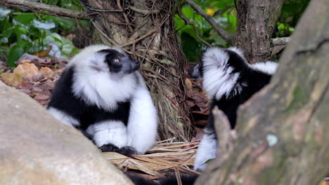 a pair of black and white ruffed lemur resting on the round behind some rocks and tree branch in a small nature park in singapore - closeup shot